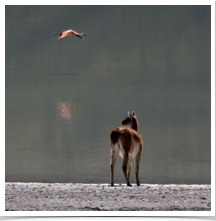 Guanaco - Flamingo